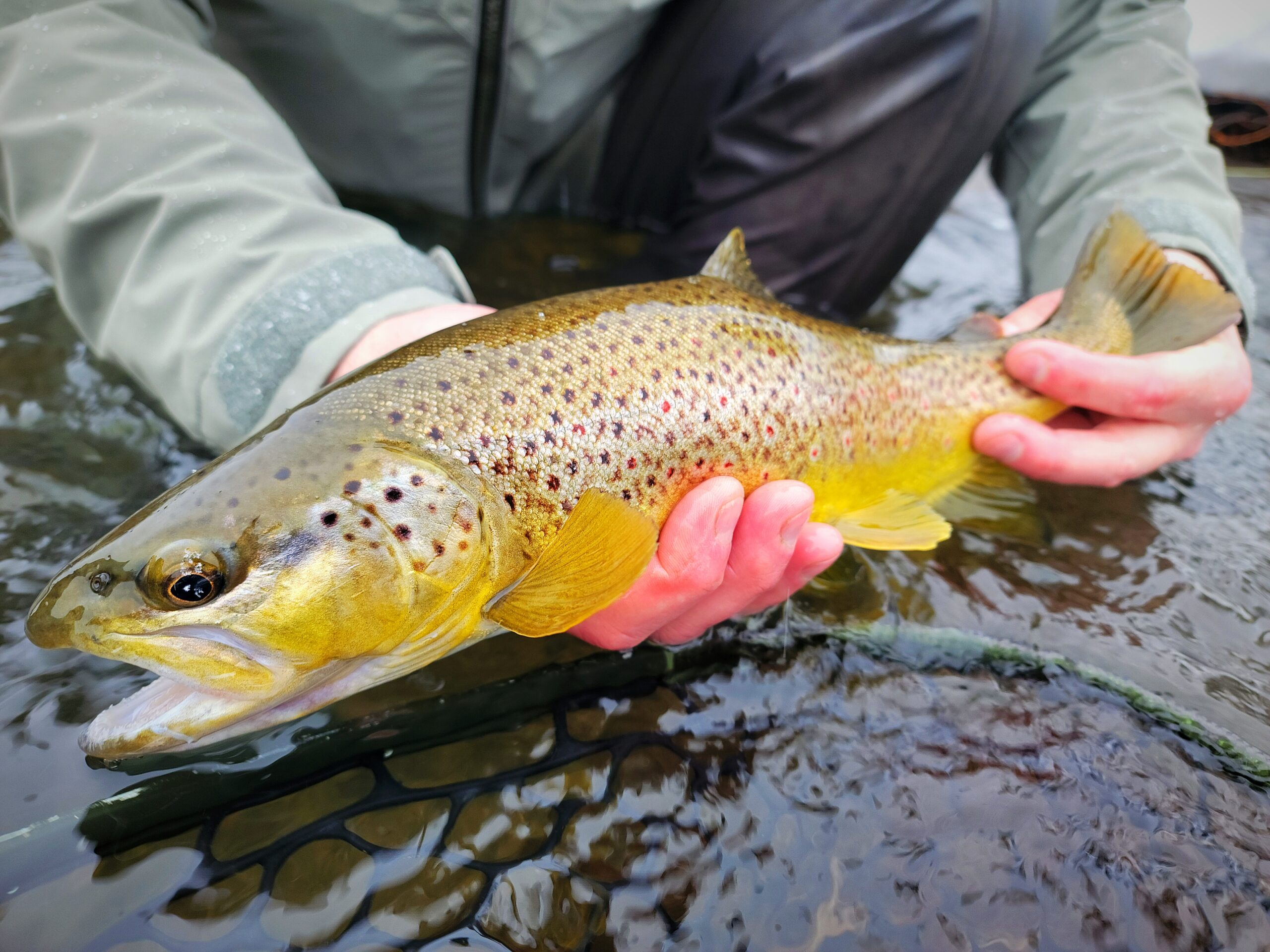Truckee River Fly Fishing Report, March 20th
