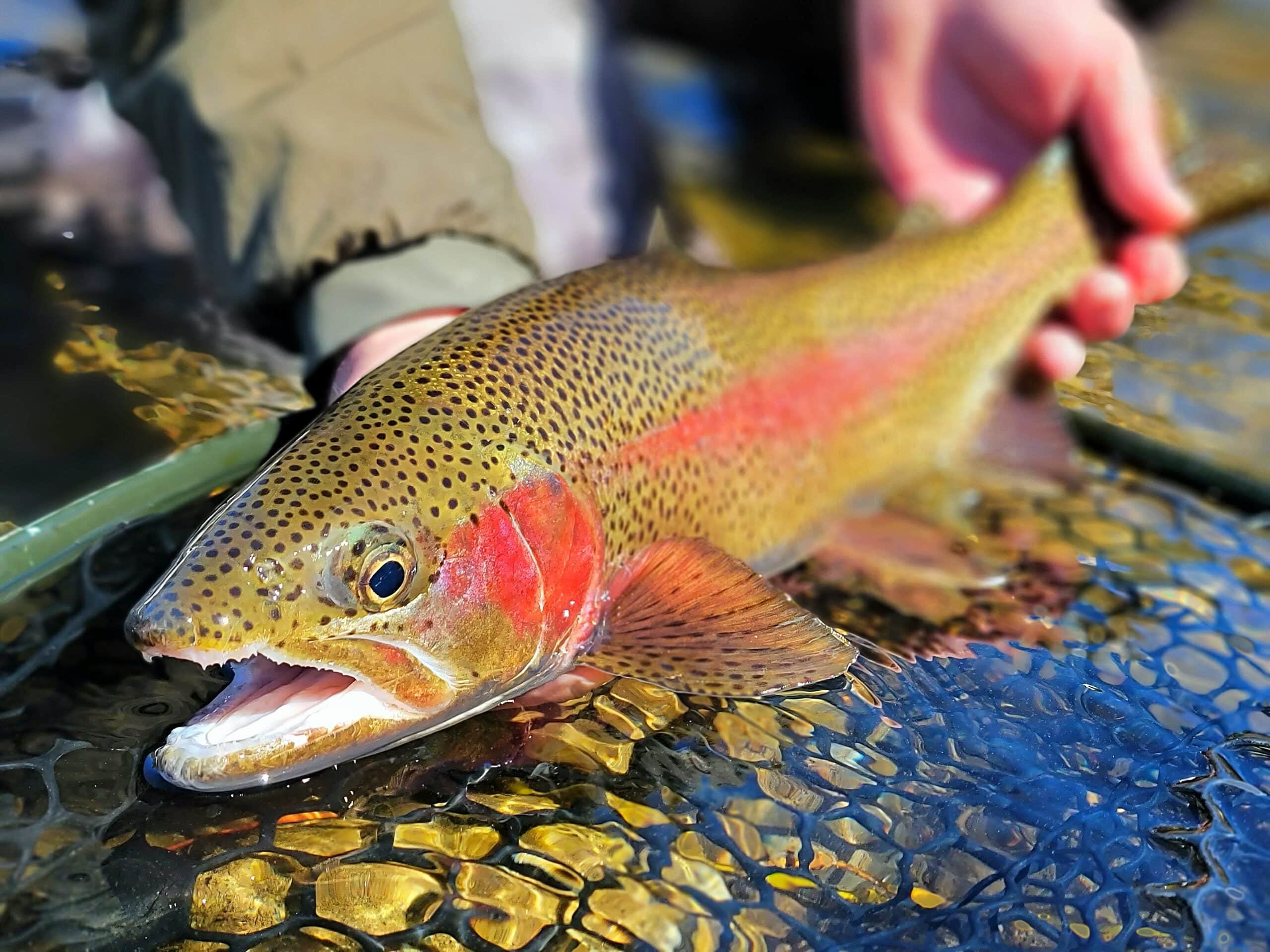 Truckee River Fly Fishing Report- April 15th, 2023