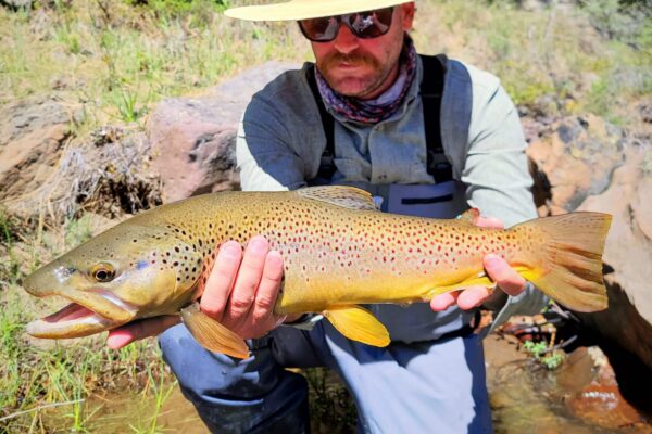 Truckee river trophy browns trout caught on a Matt Heron Fly Fishing full day trip