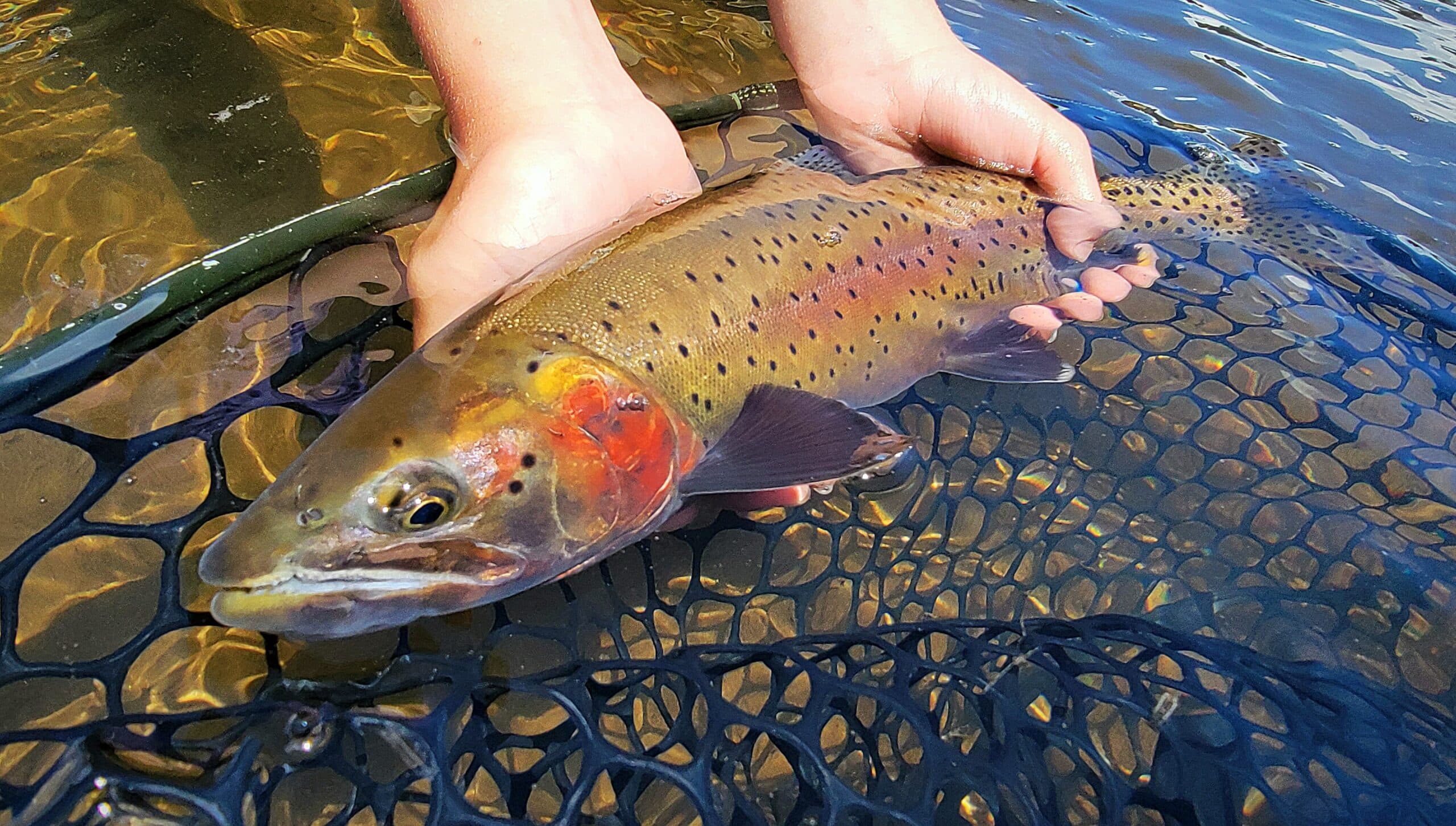 Truckee River Fly Fishing Report- June 22nd