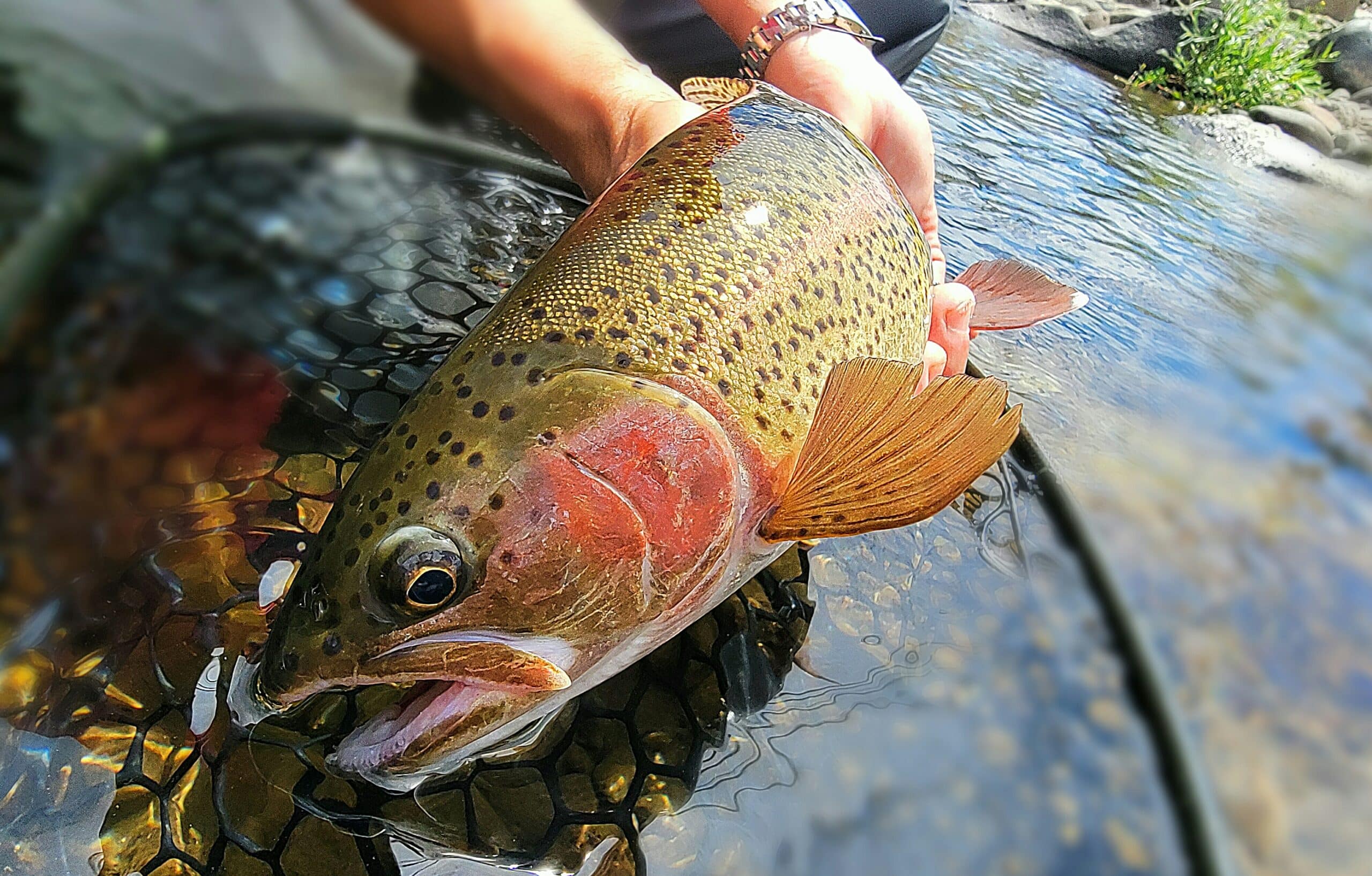 Truckee Fly Fishing Report- August 19th, 2023