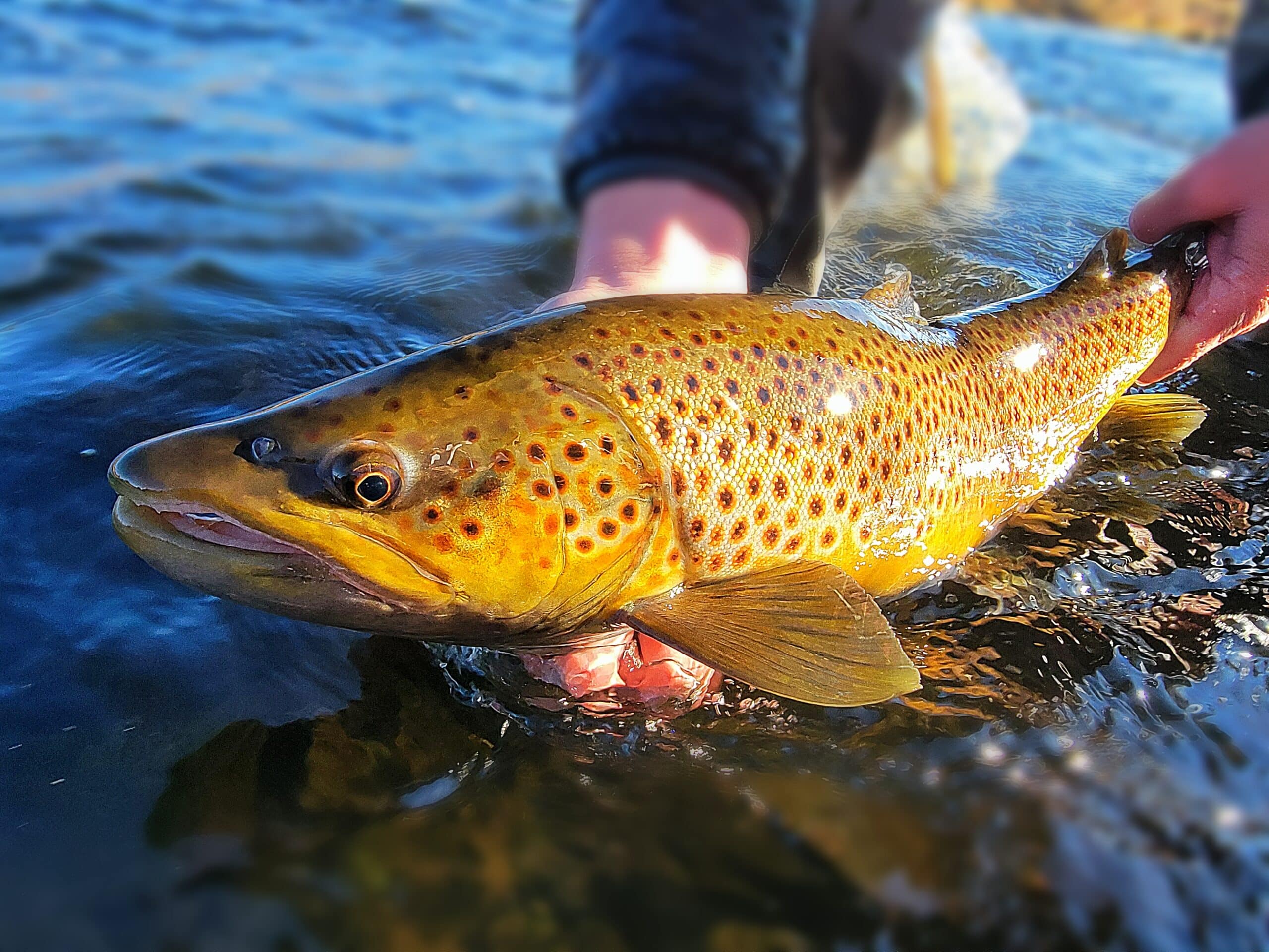 Truckee River Fly Fishing Report- November 21st