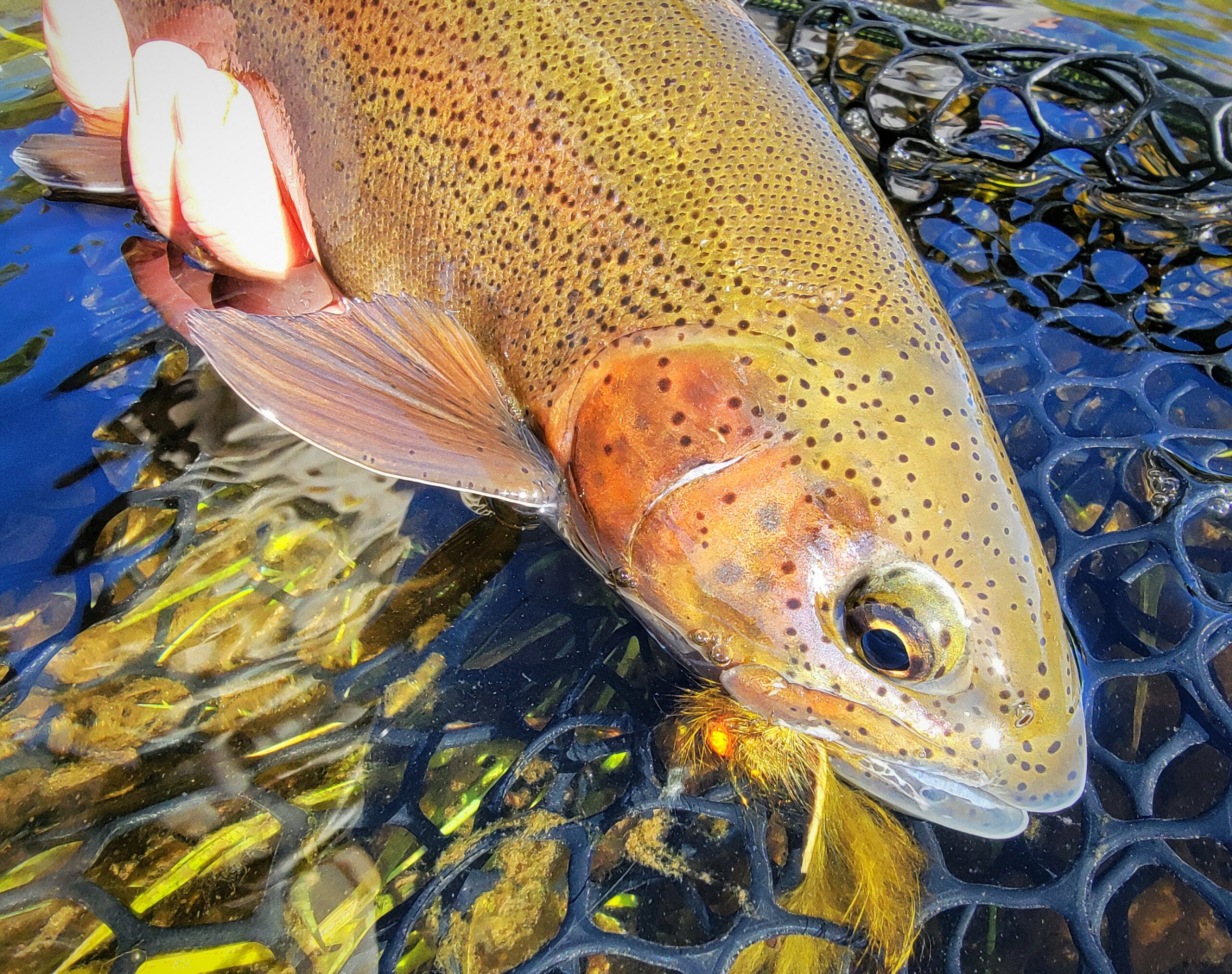 Truckee River Fly Fishing Report, May 21st, 2024