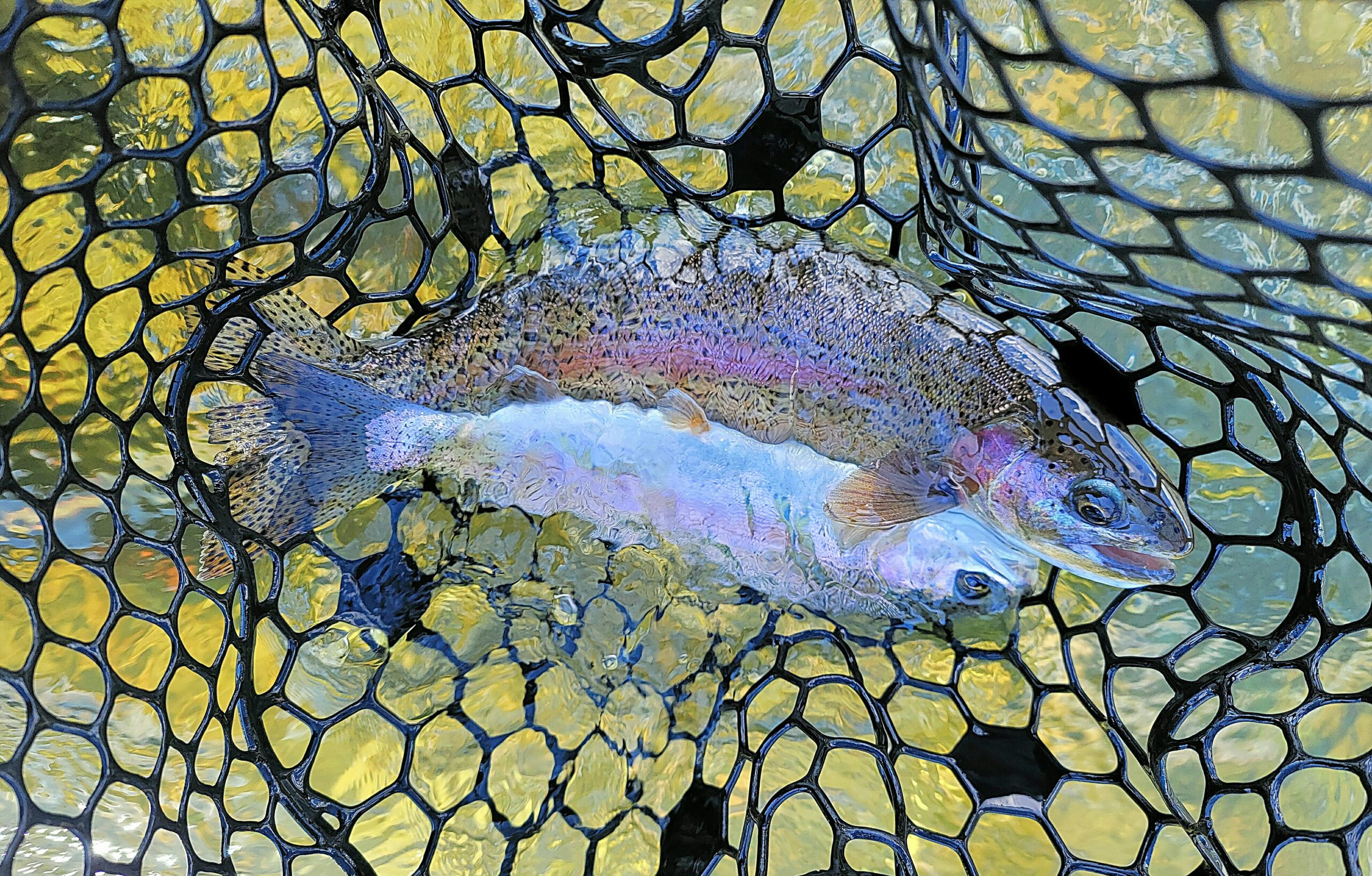 Truckee River Fly Fishing Report: May 29th, 2024