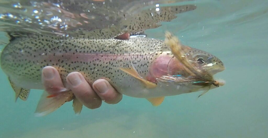 Truckee river rainbow that at a 3 inch brown streamer