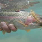 Truckee river rainbow that at a 3 inch brown streamer