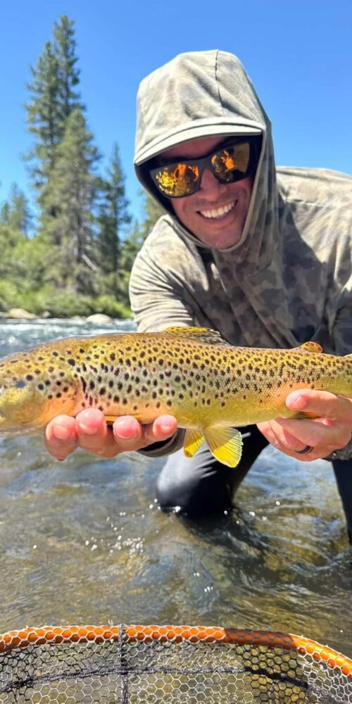 Summer brown trout on the Truckee River