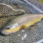 Angler catching a wild brown trout on the Truckee River.