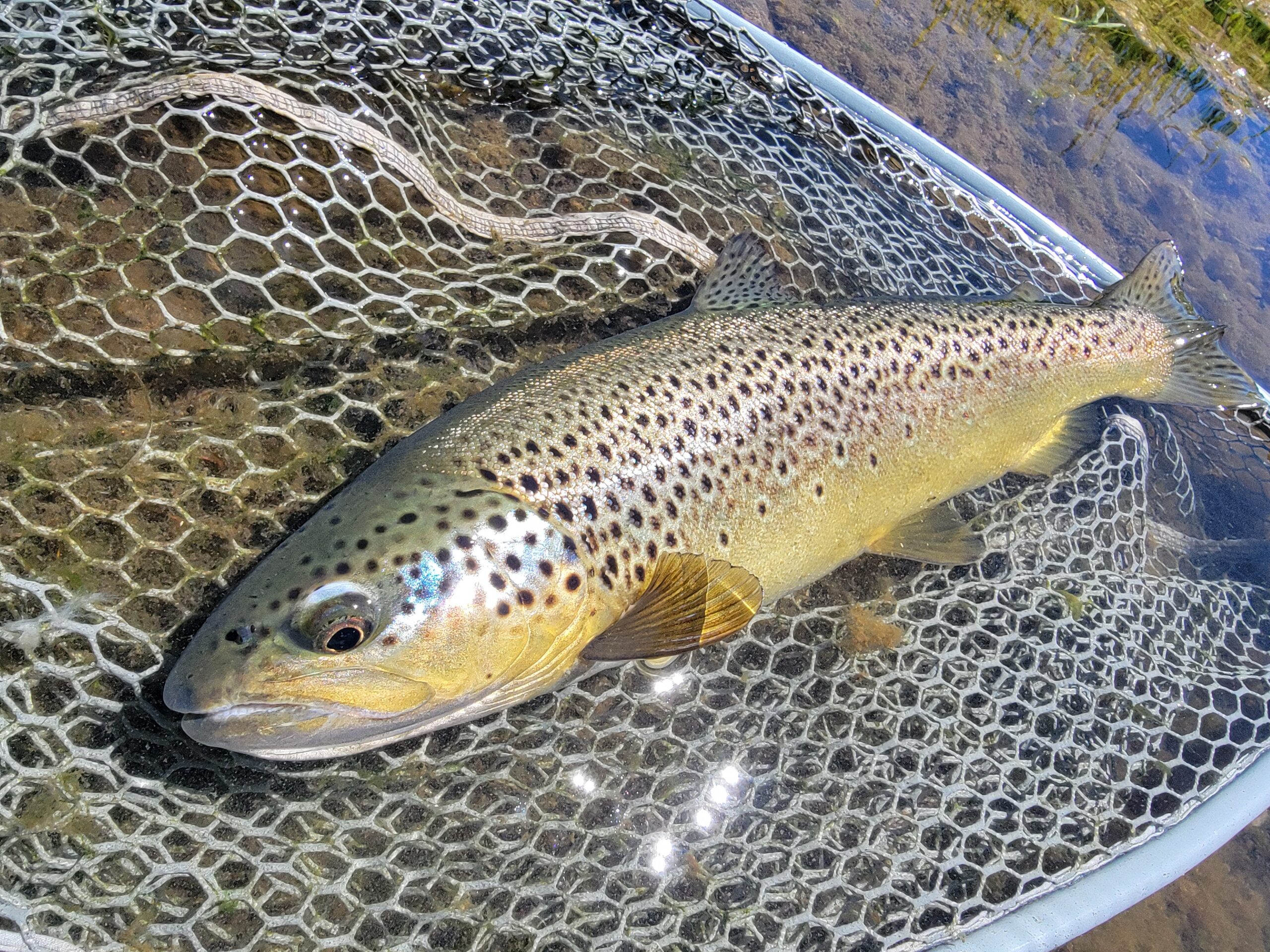 Truckee River & Little Truckee River Fly Fishing Report: July 25th, 2026