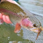 Professional fly fishing guide on the Truckee River.